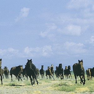 Cavalli maremmani