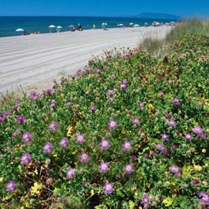 Vegetazione sulla spiaggia dell'Osa